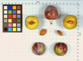 Click for 1 image(s) for this accession. FRUIT